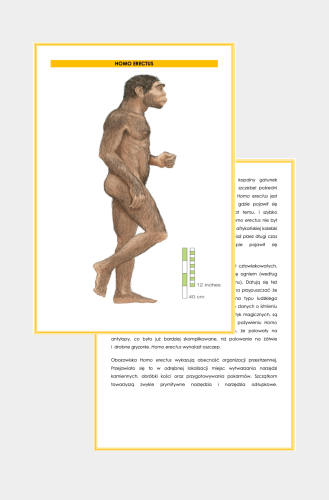Projekt bez nazwy (34).png