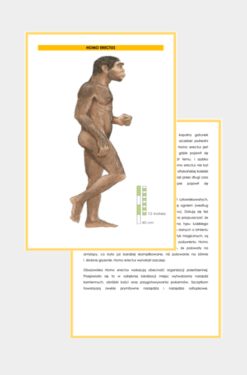 Projekt bez nazwy (34).png